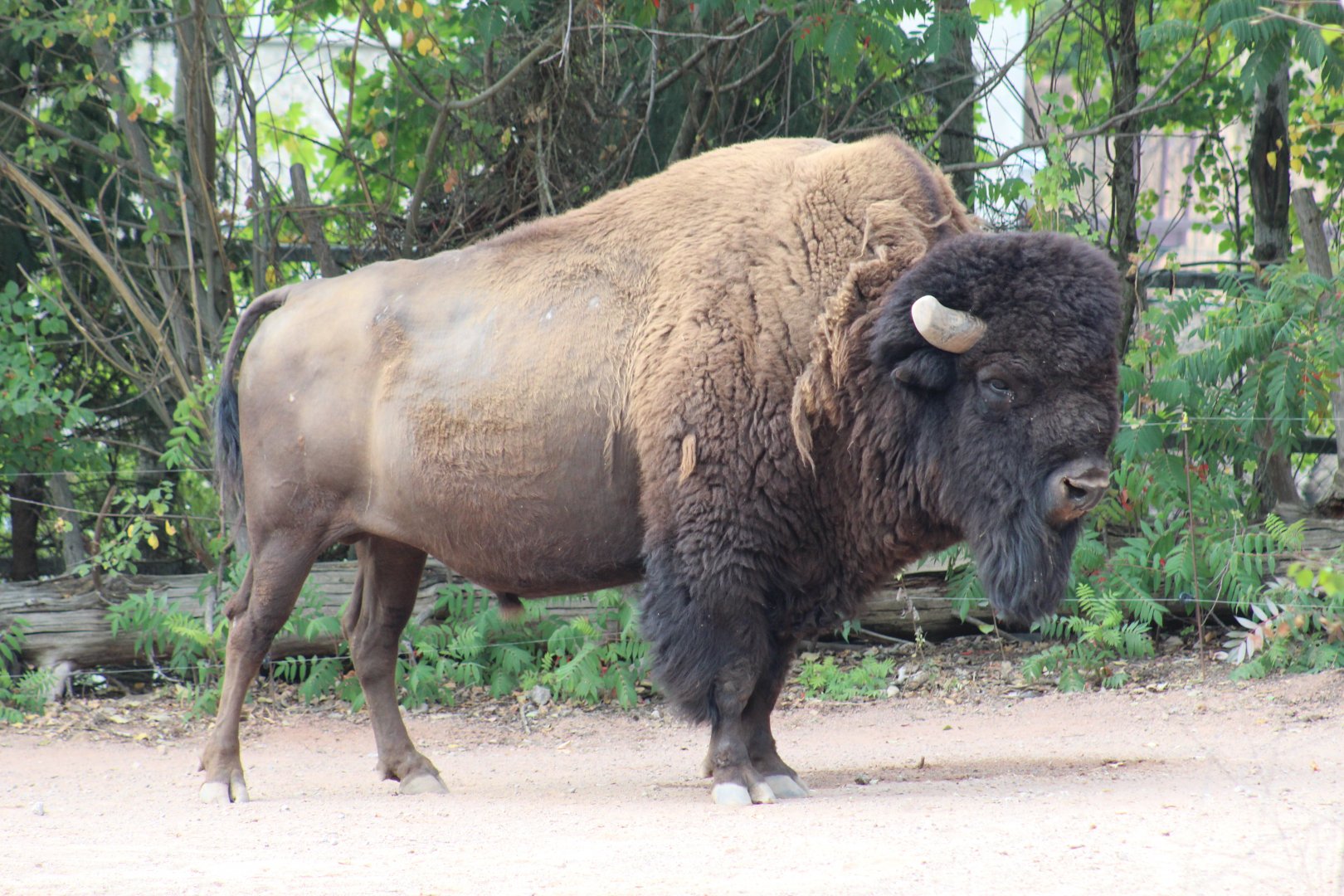 Wood Bison