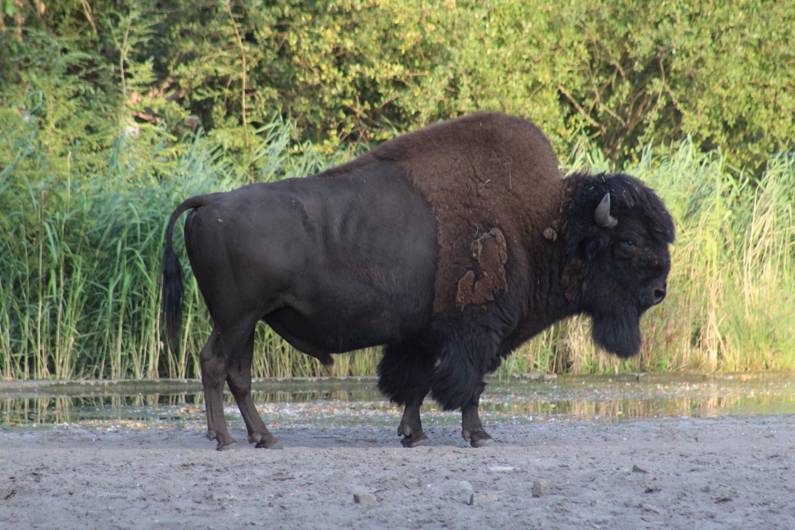 Wood Bison