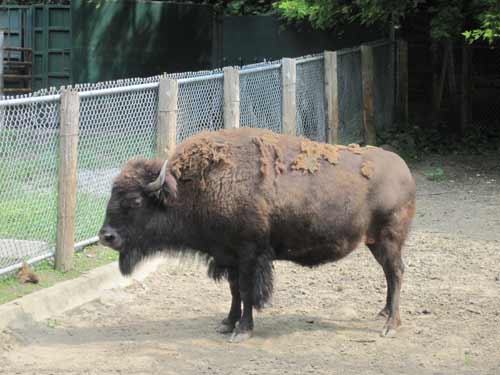 Wood Bison