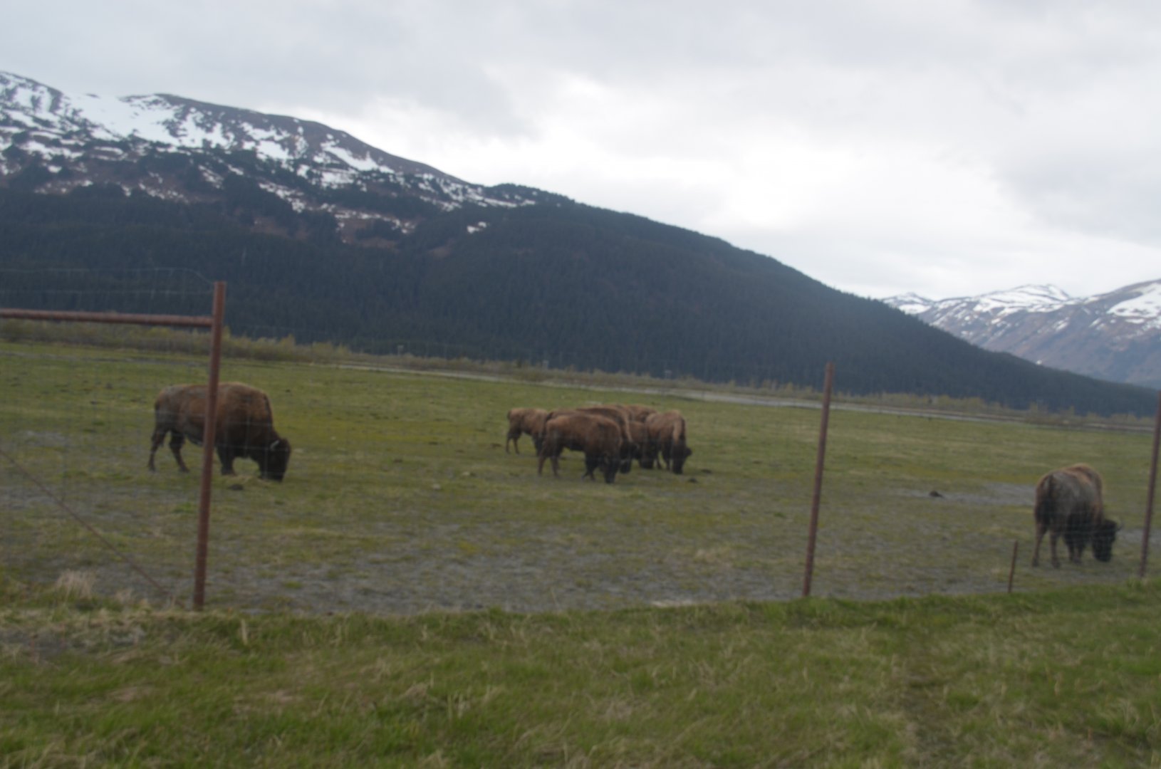 Wood Bison