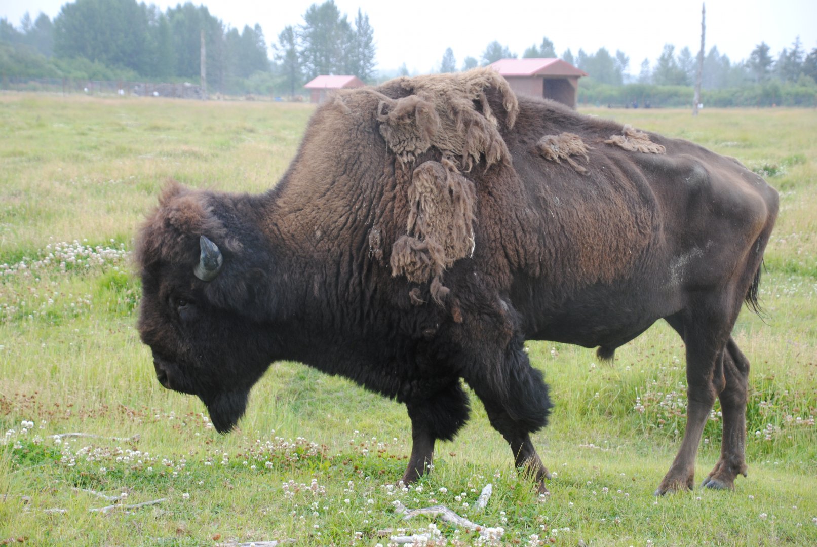 Wood Bison