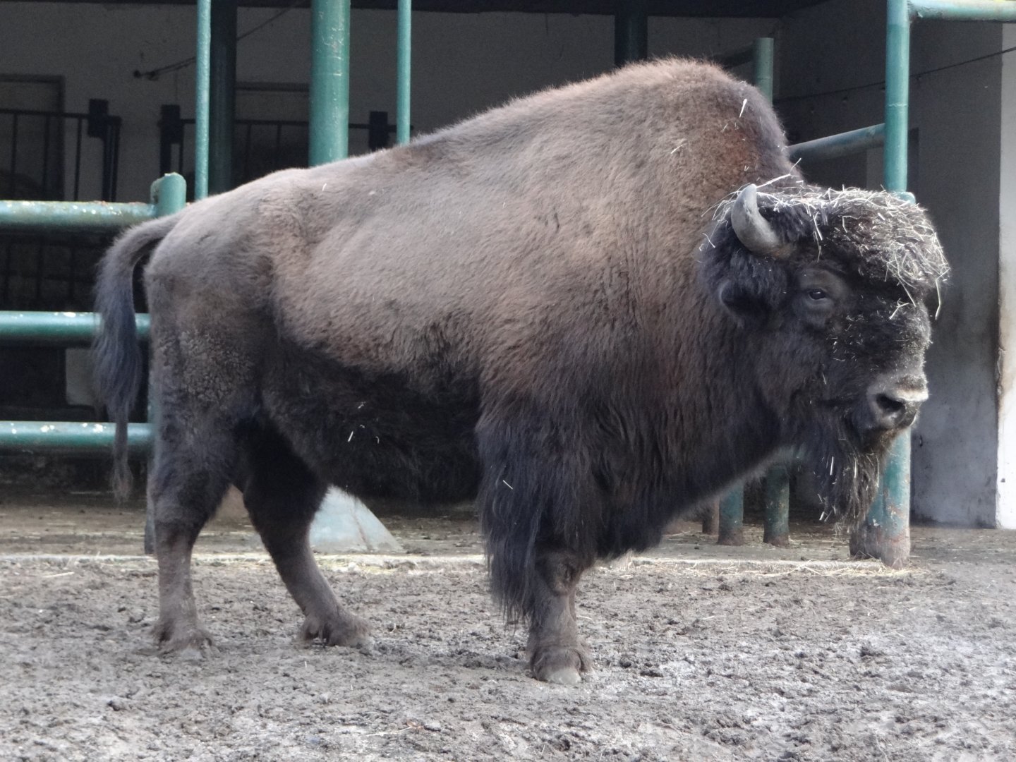 Wood Bison