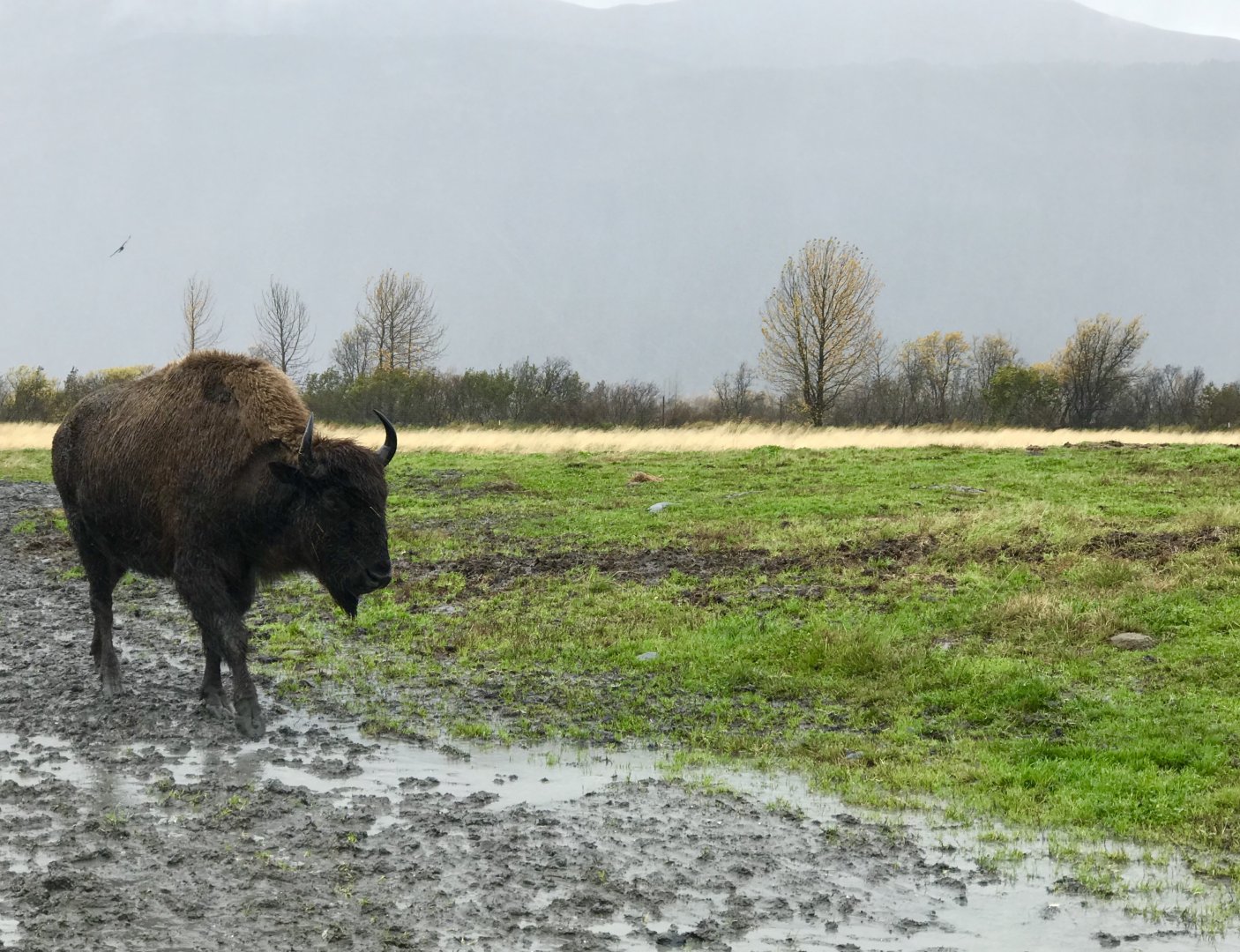 Wood Bison