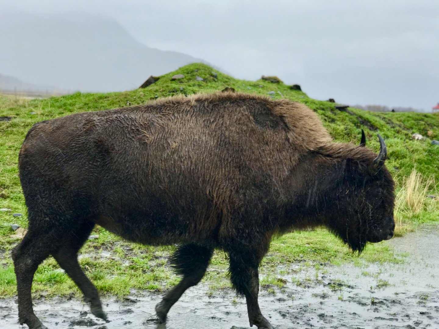 Wood Bison