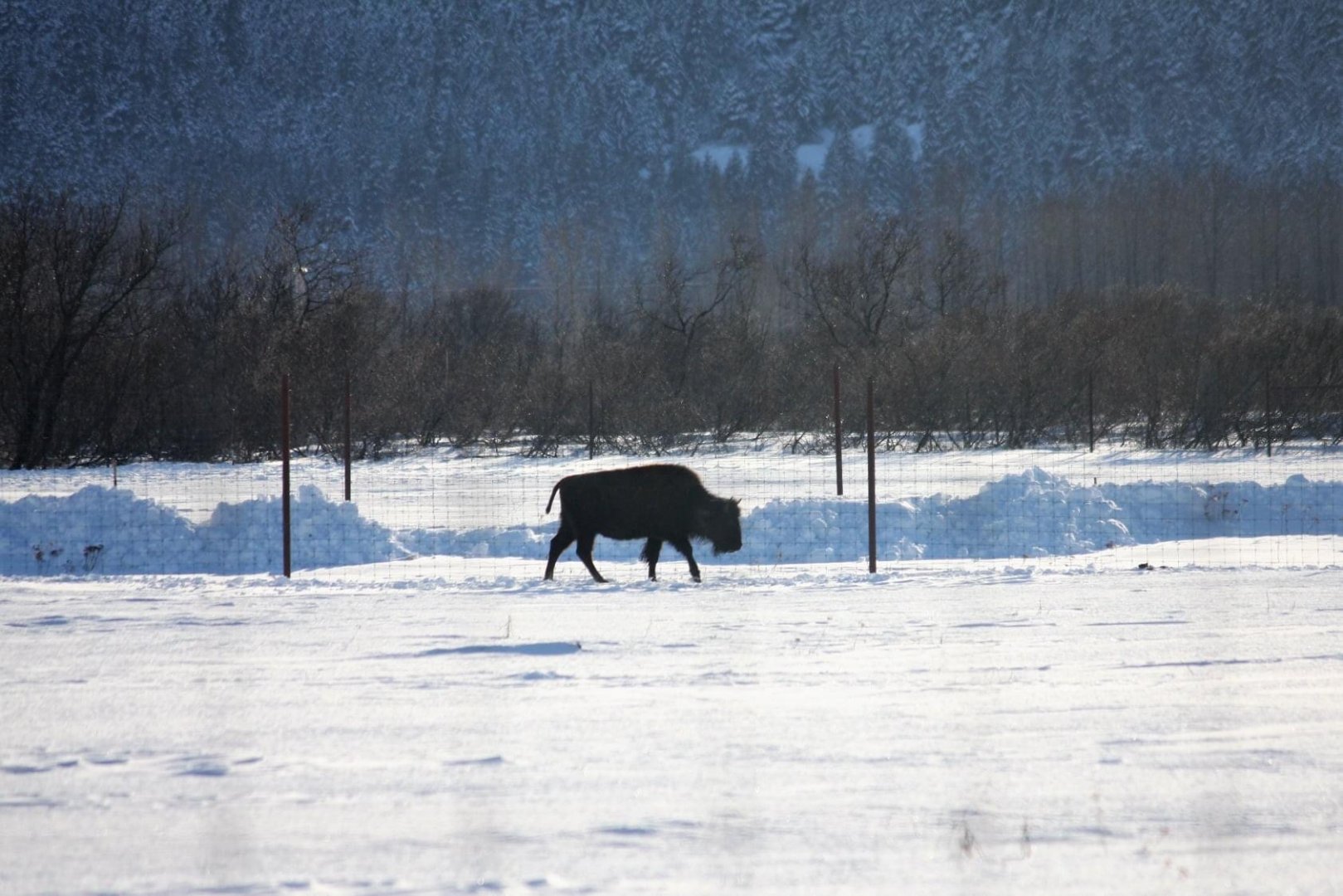 Wood Bison