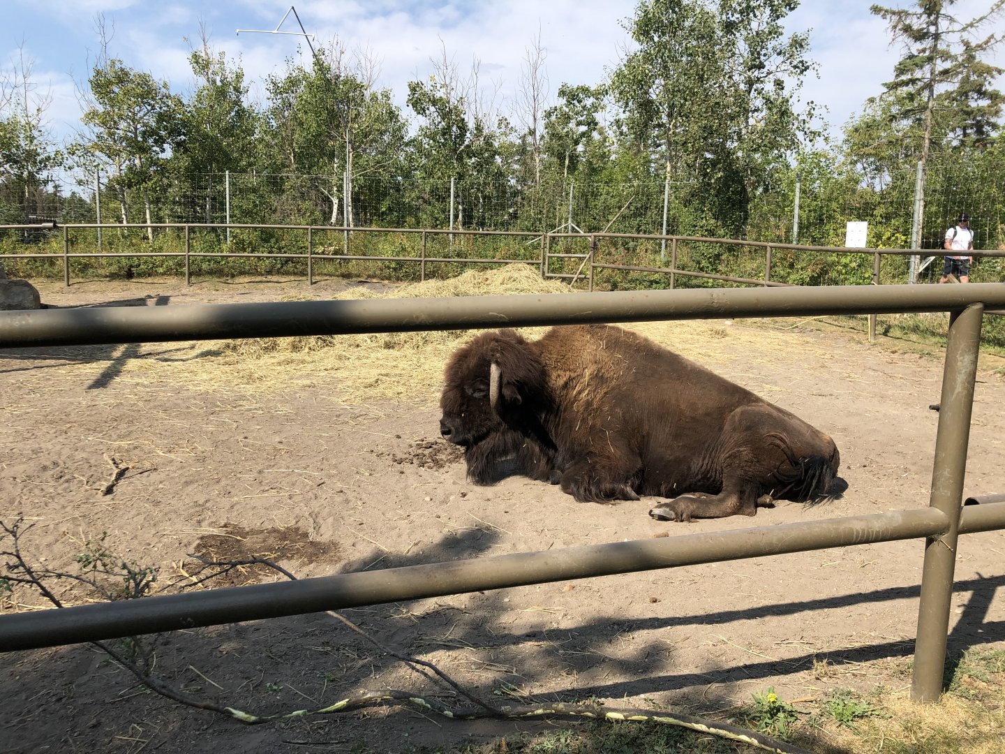 Wood Bison