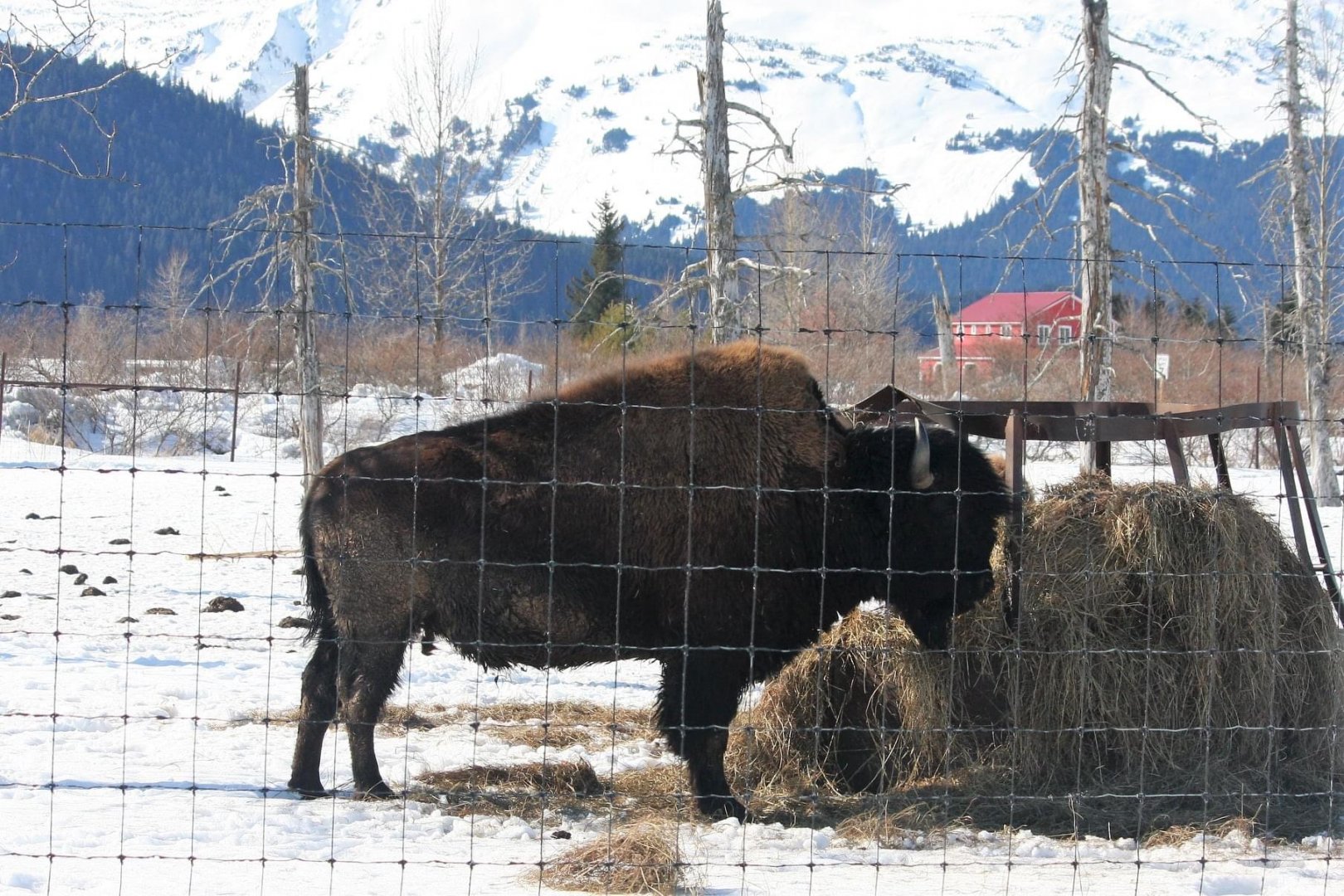 Wood Bison