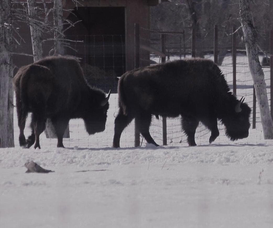 Wood Bison