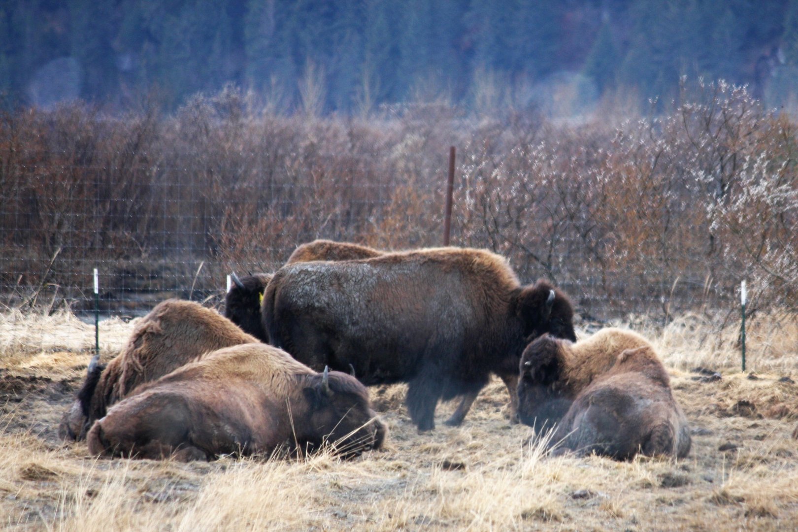 Wood Bison