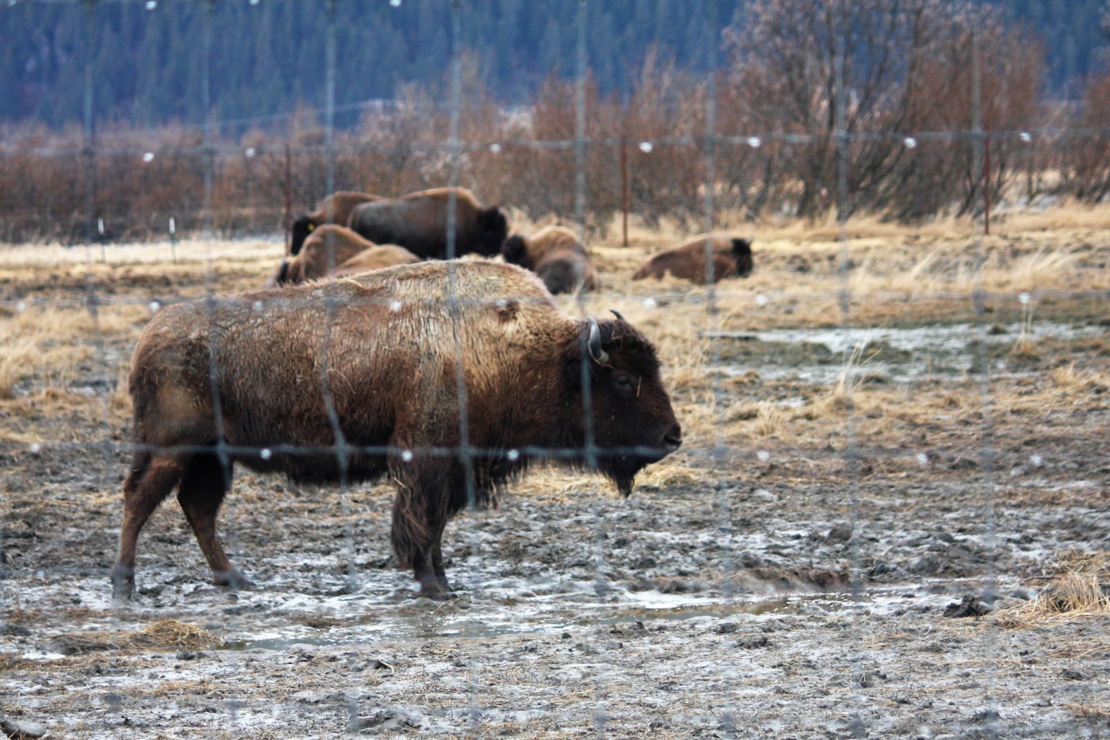 Wood Bison