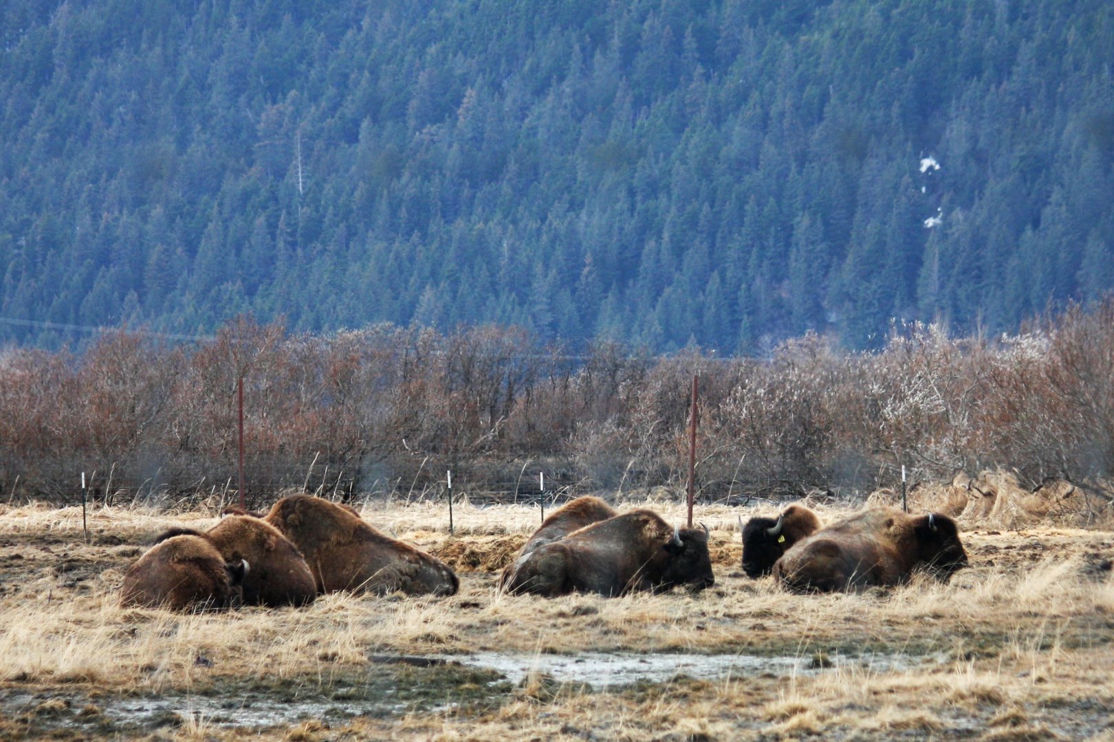 Wood Bison