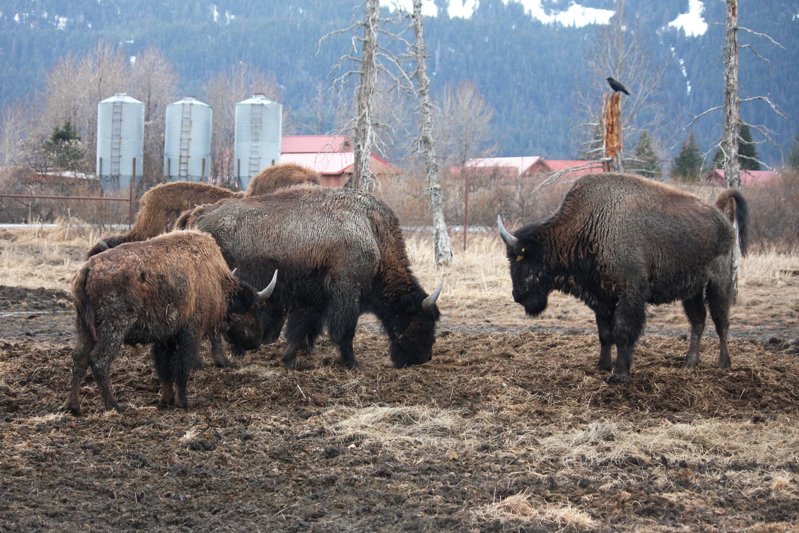 Wood Bison