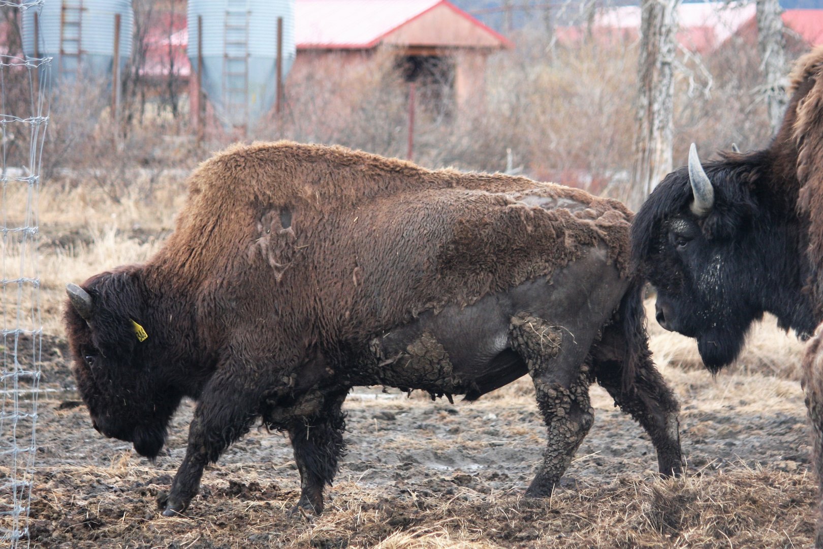 Wood Bison