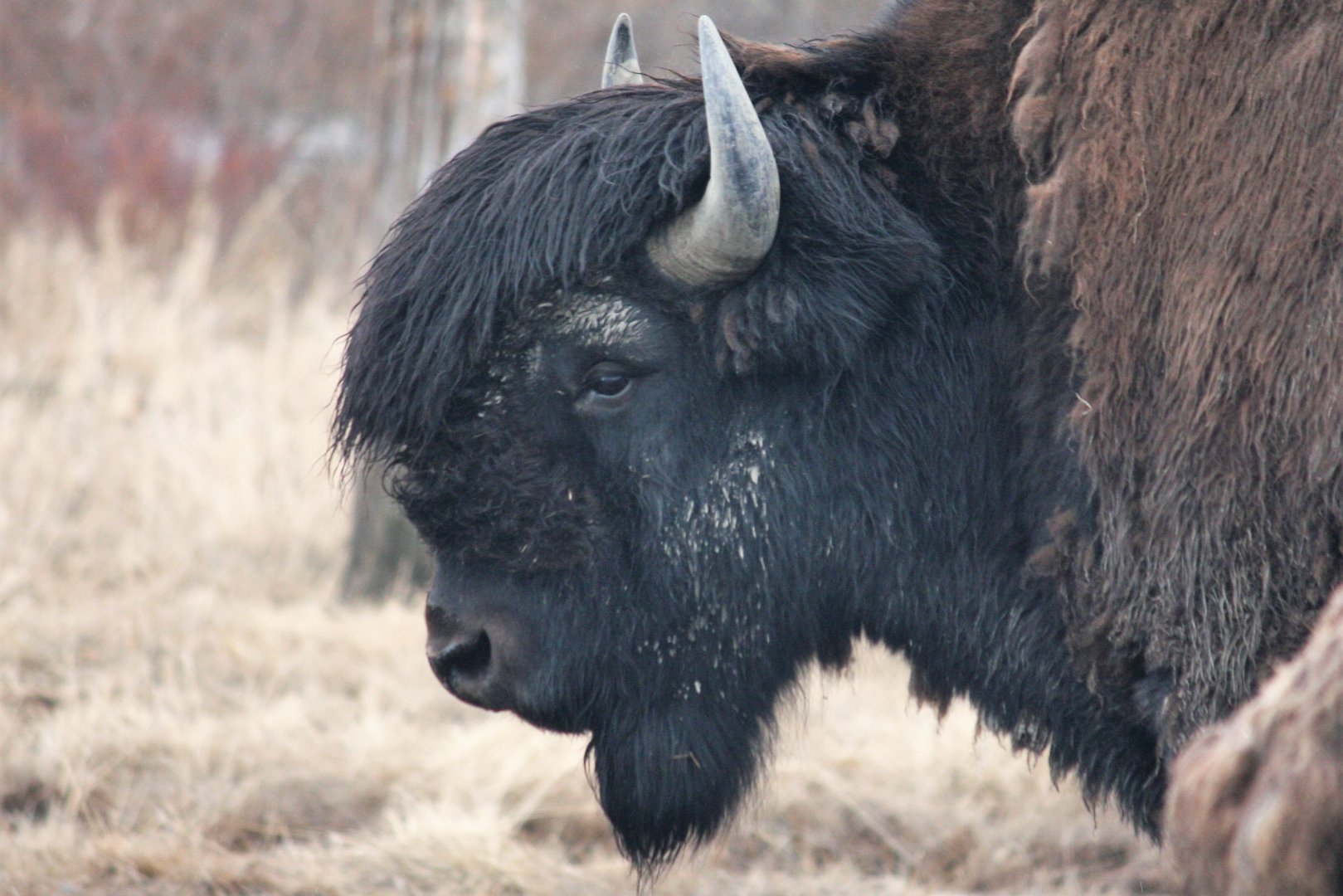 Wood Bison