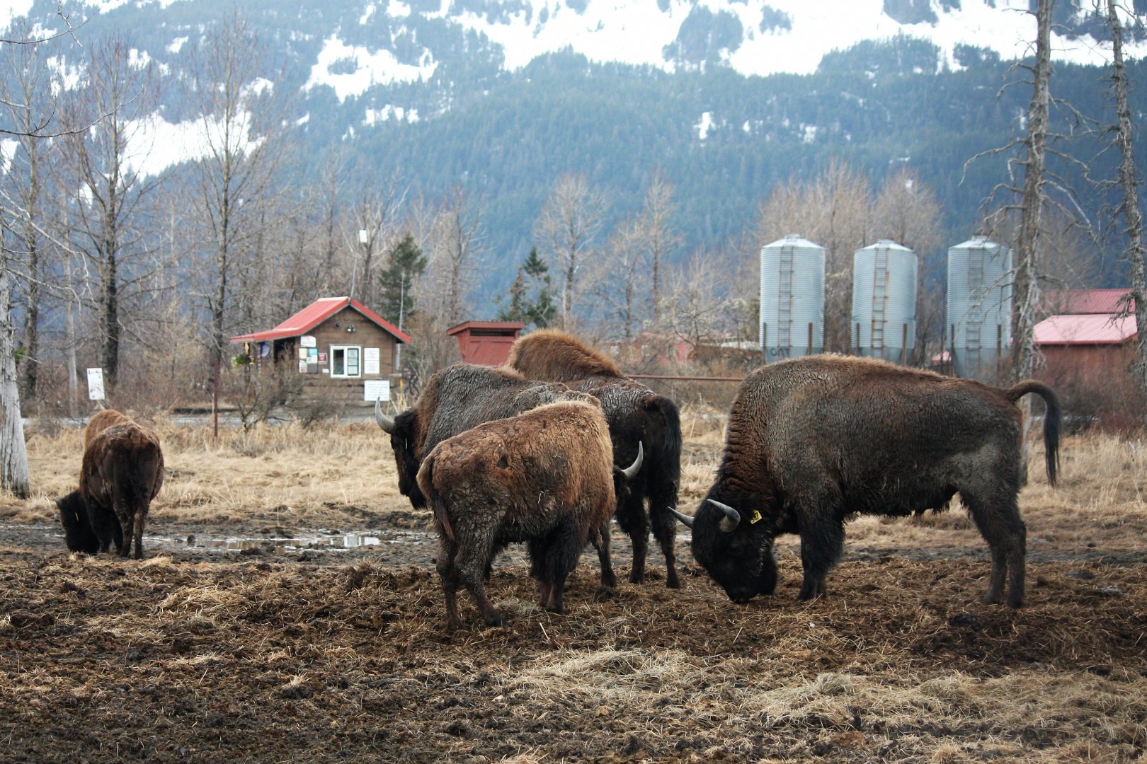 Wood Bison