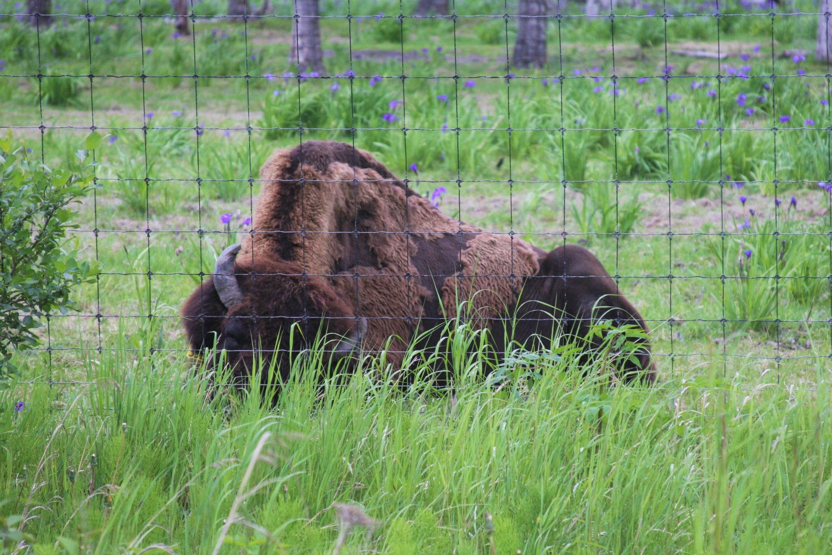 Wood Bison