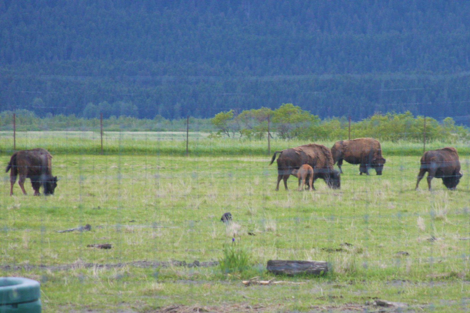 Wood Bison