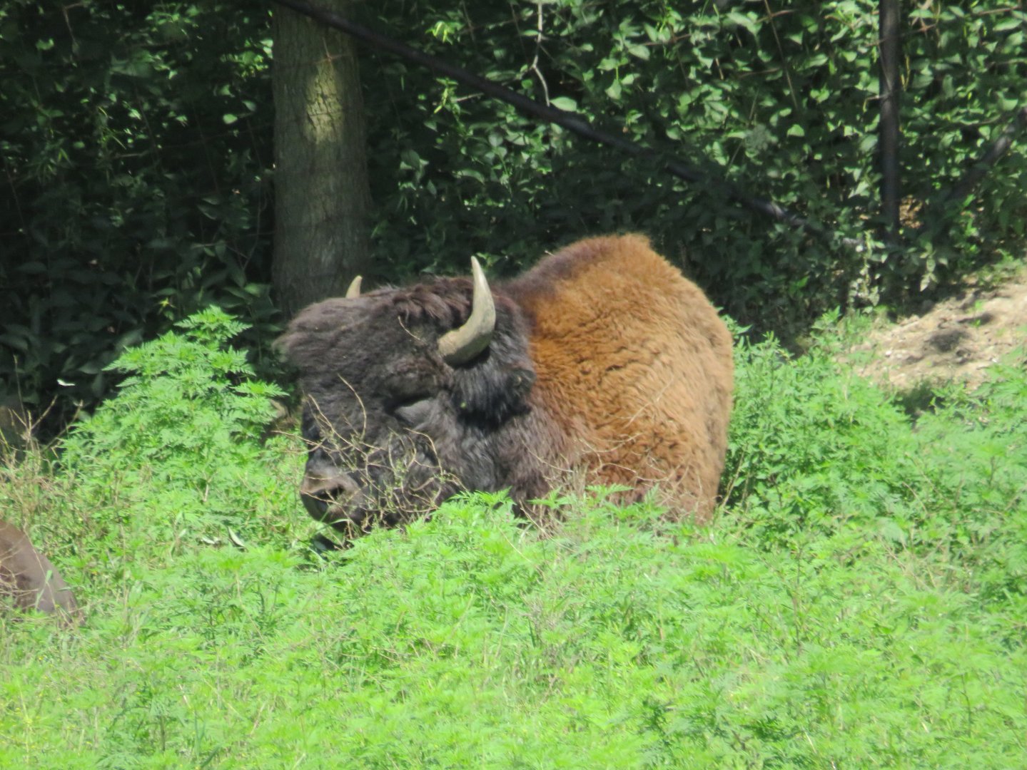 Wood bison