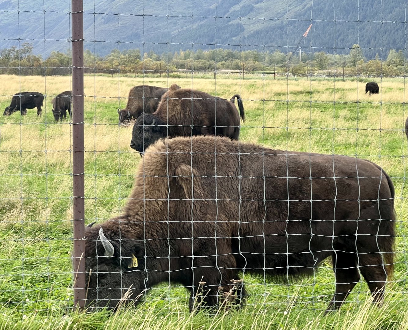 Wood Bison