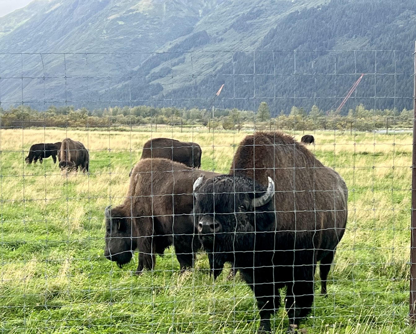 Wood Bison