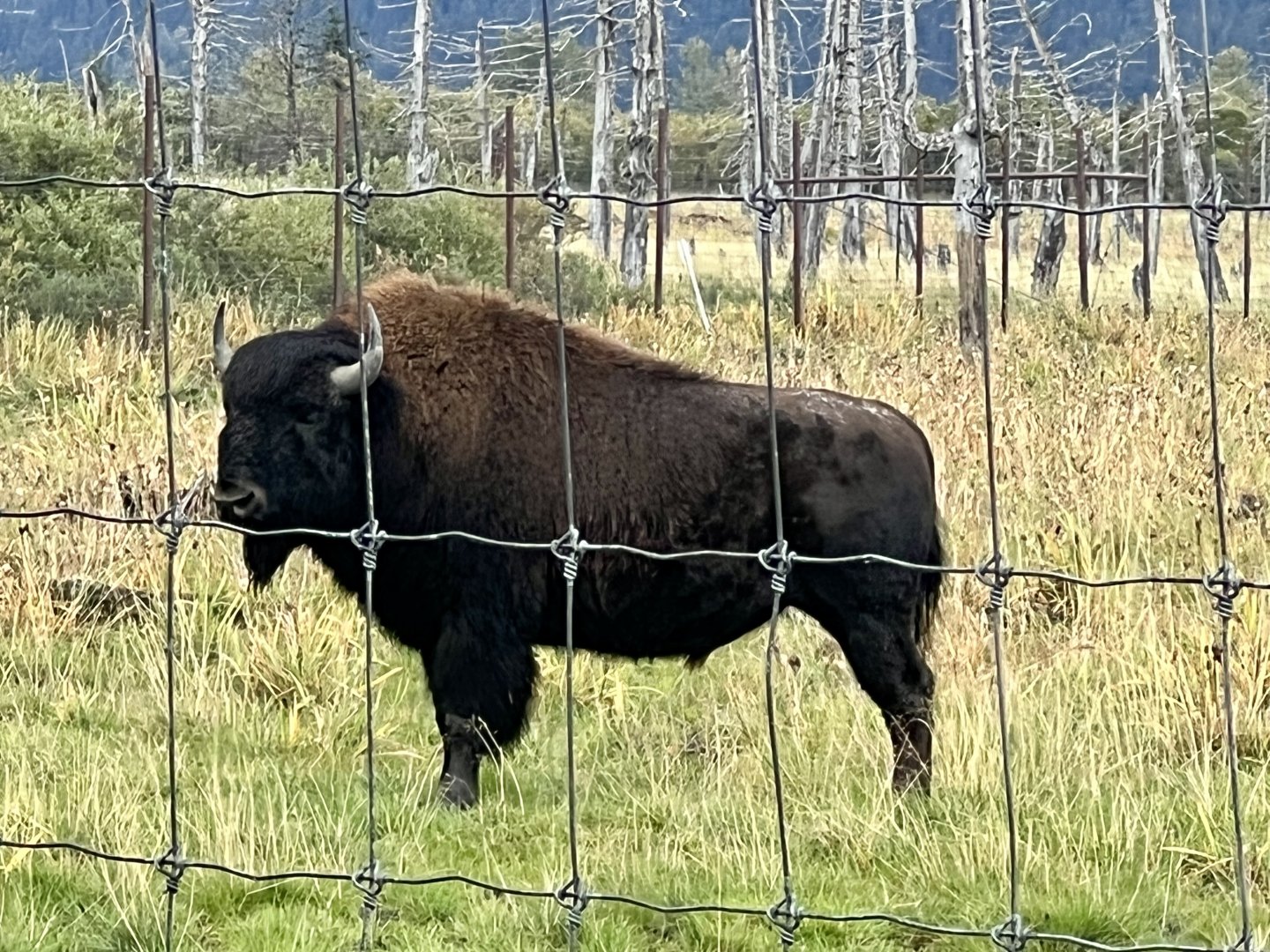Wood Bison