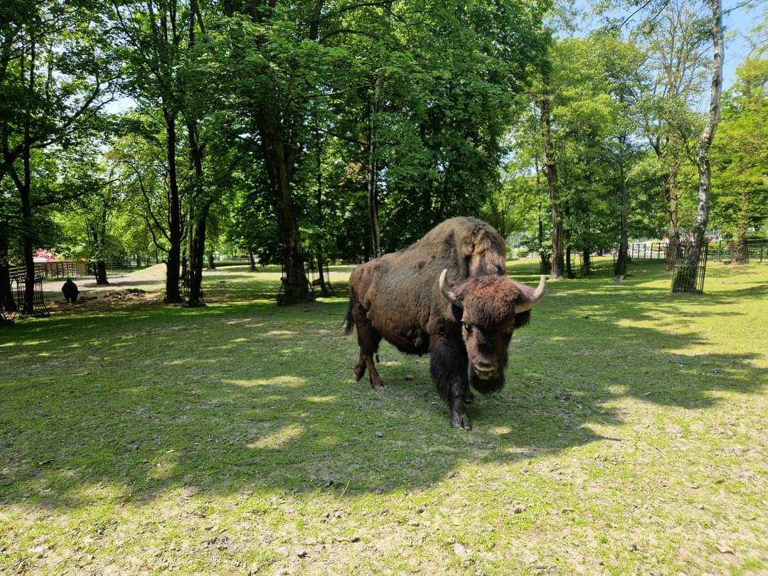 Wood bison