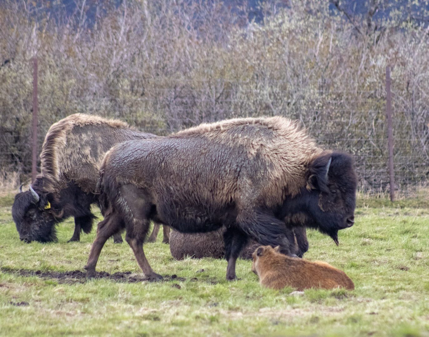 Wood Bison