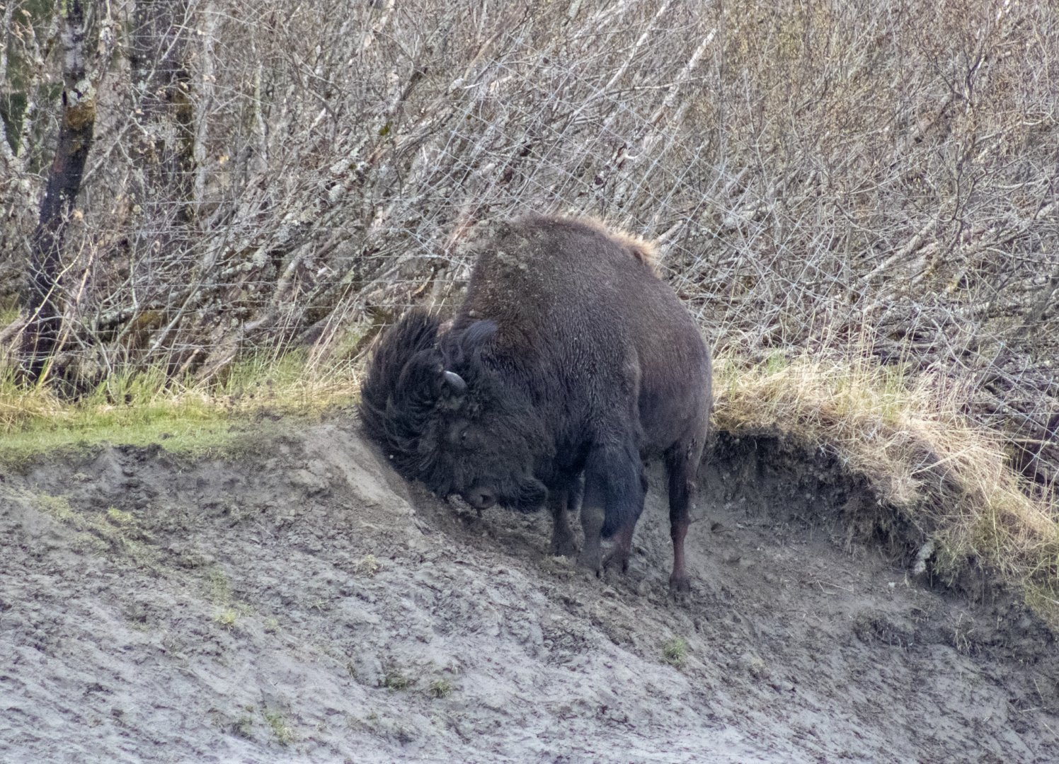 Wood Bison