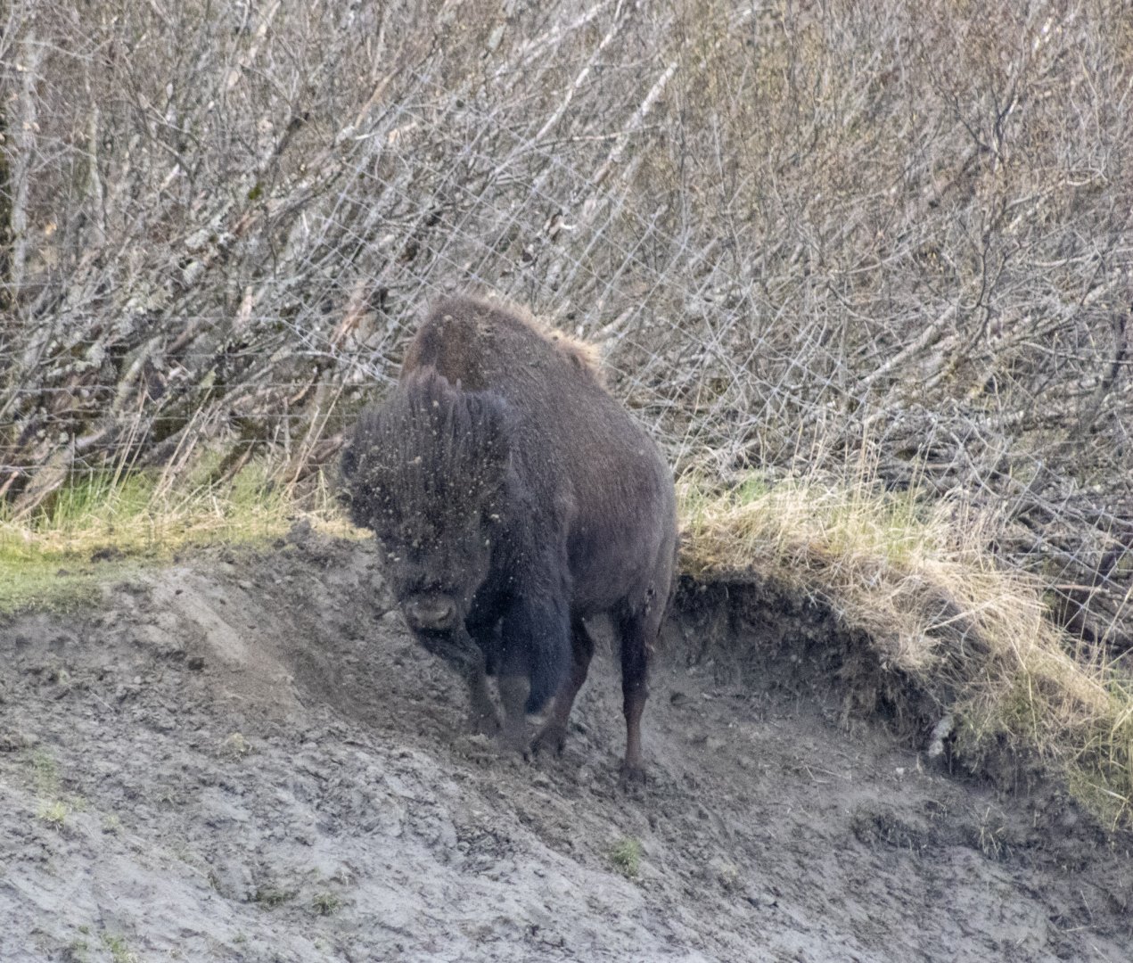 Wood Bison