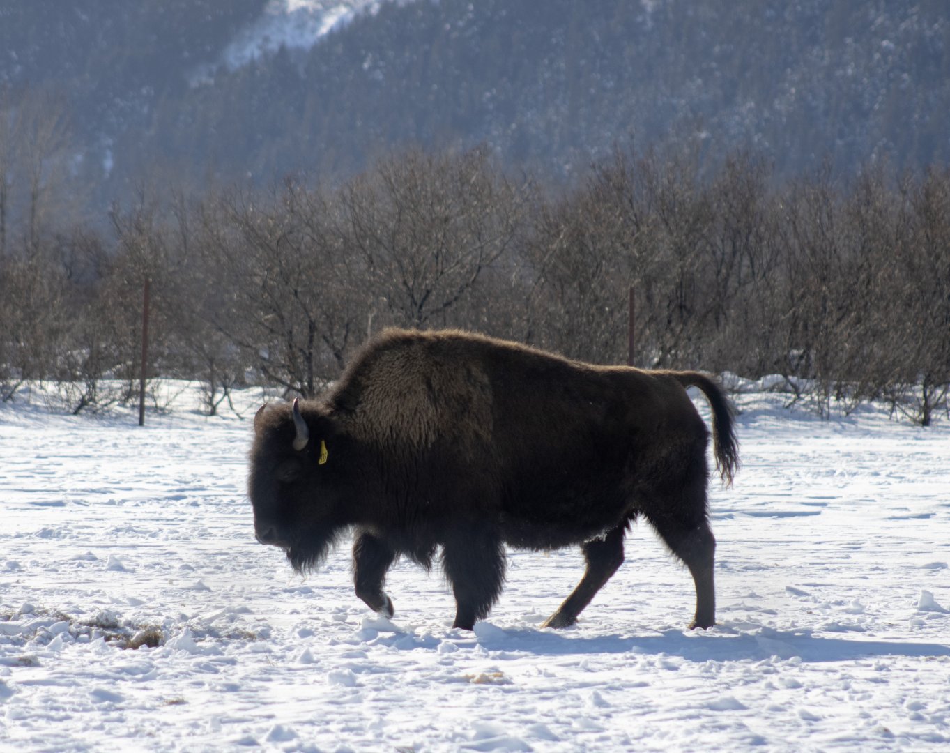 Wood Bison