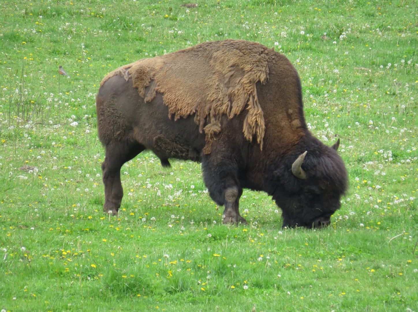 Wood bison