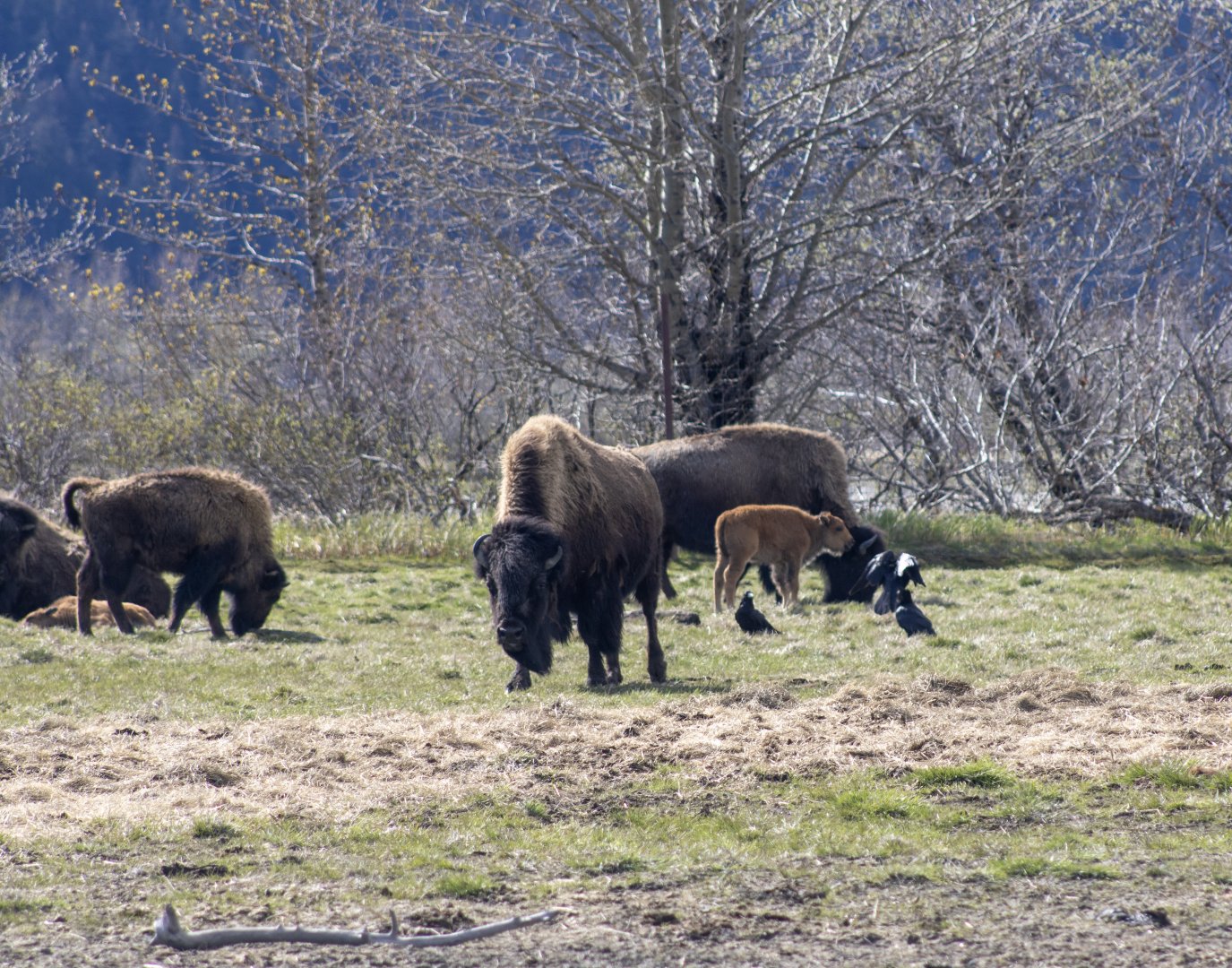 Wood Bison