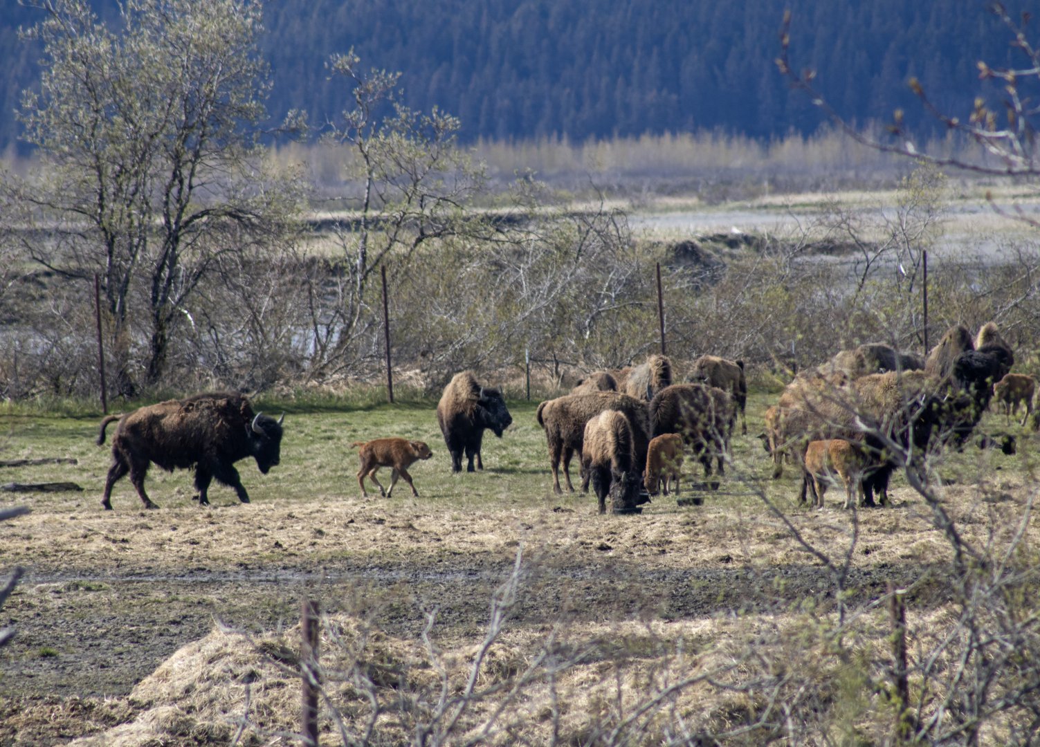 Wood Bison
