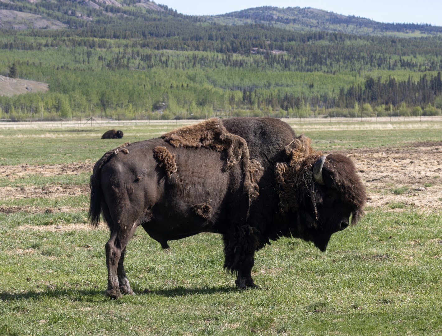 Wood Bison