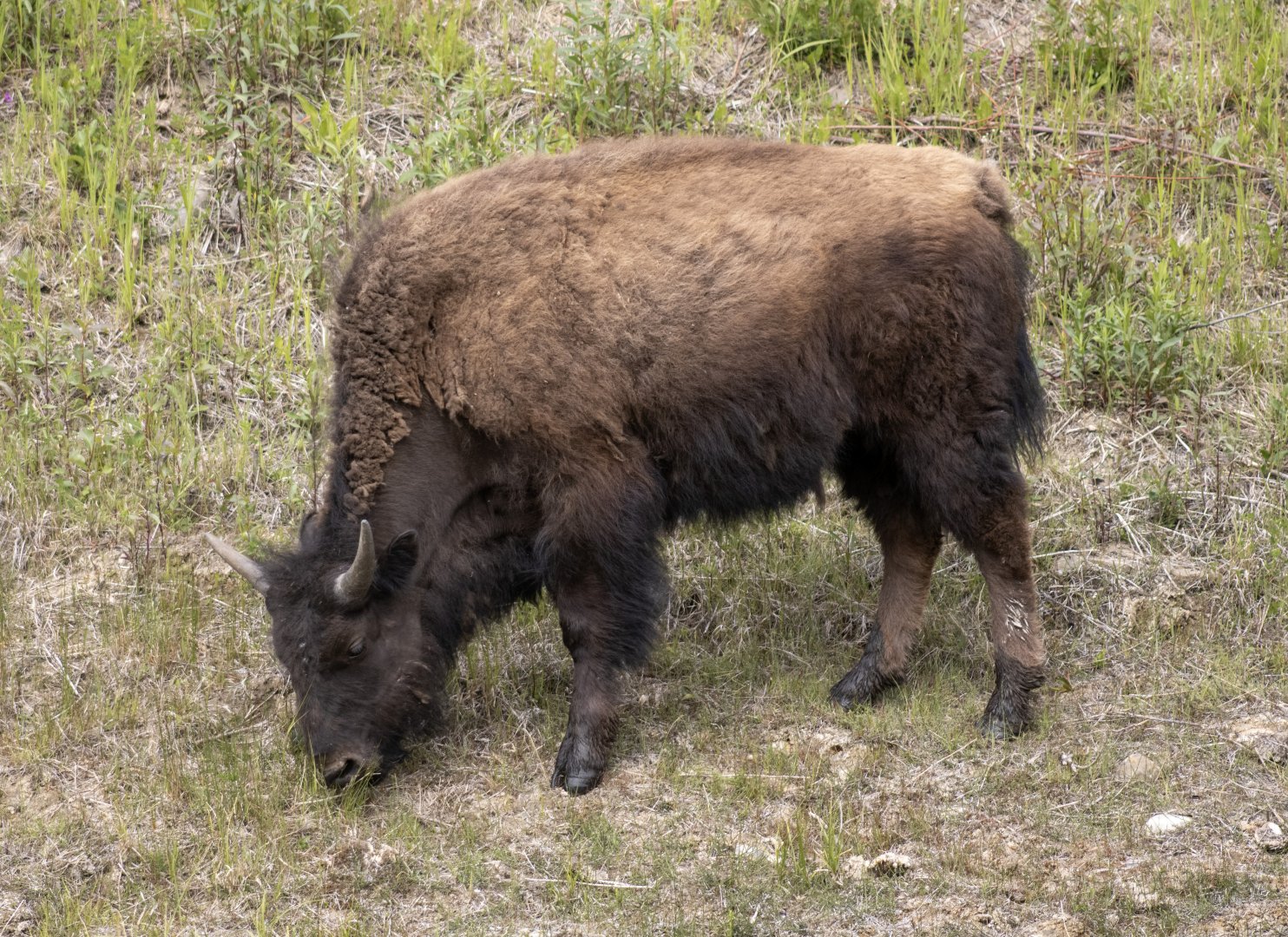 Wood Bison