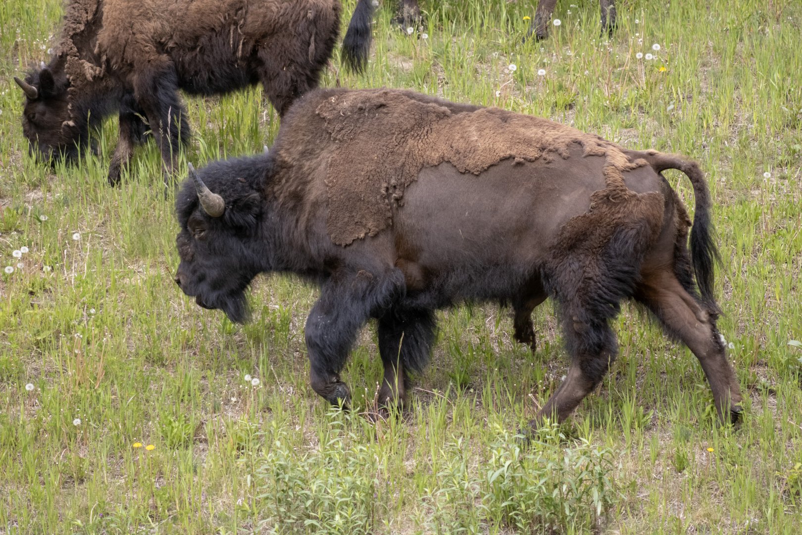 Wood Bison