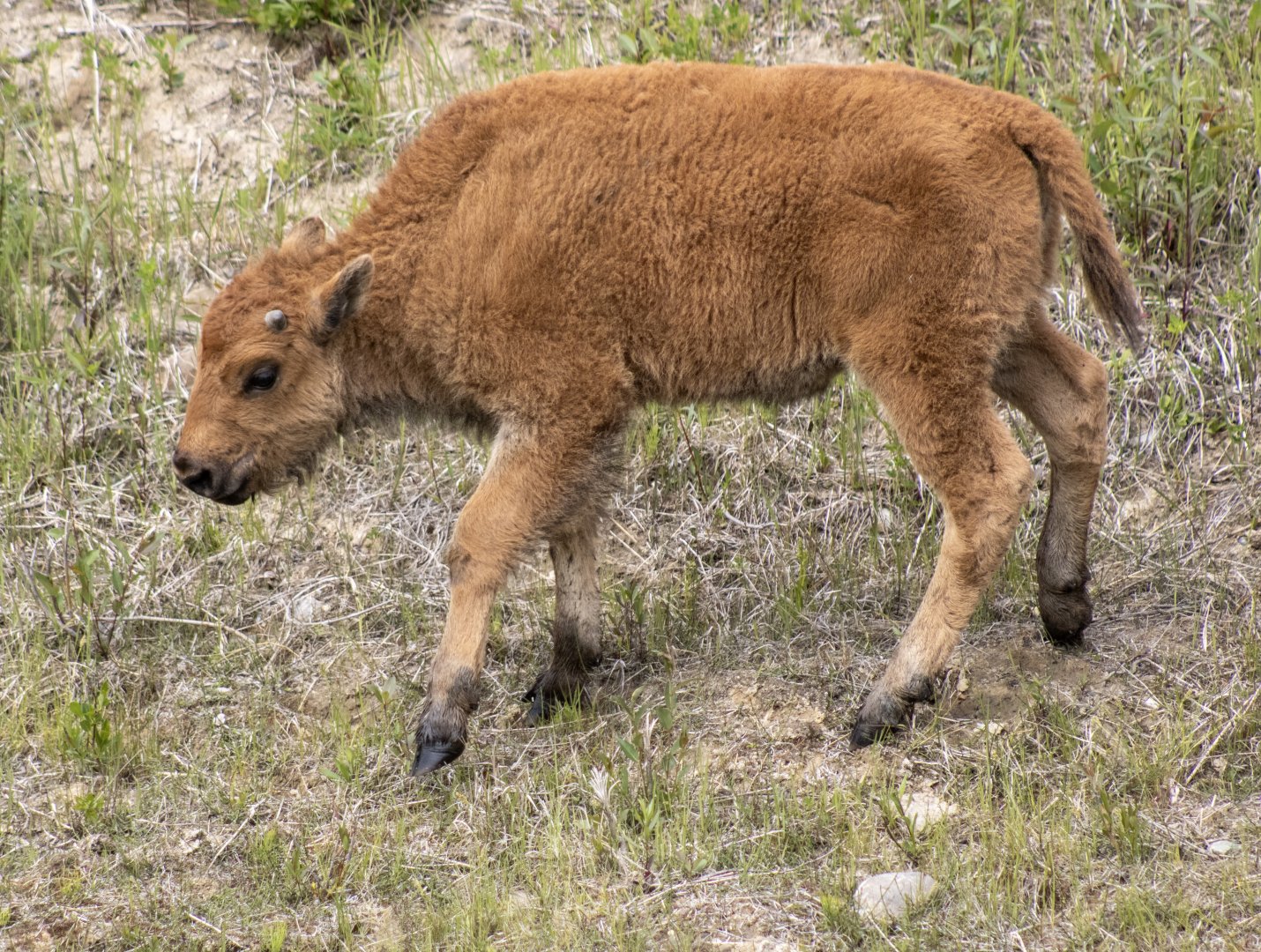 Wood Bison