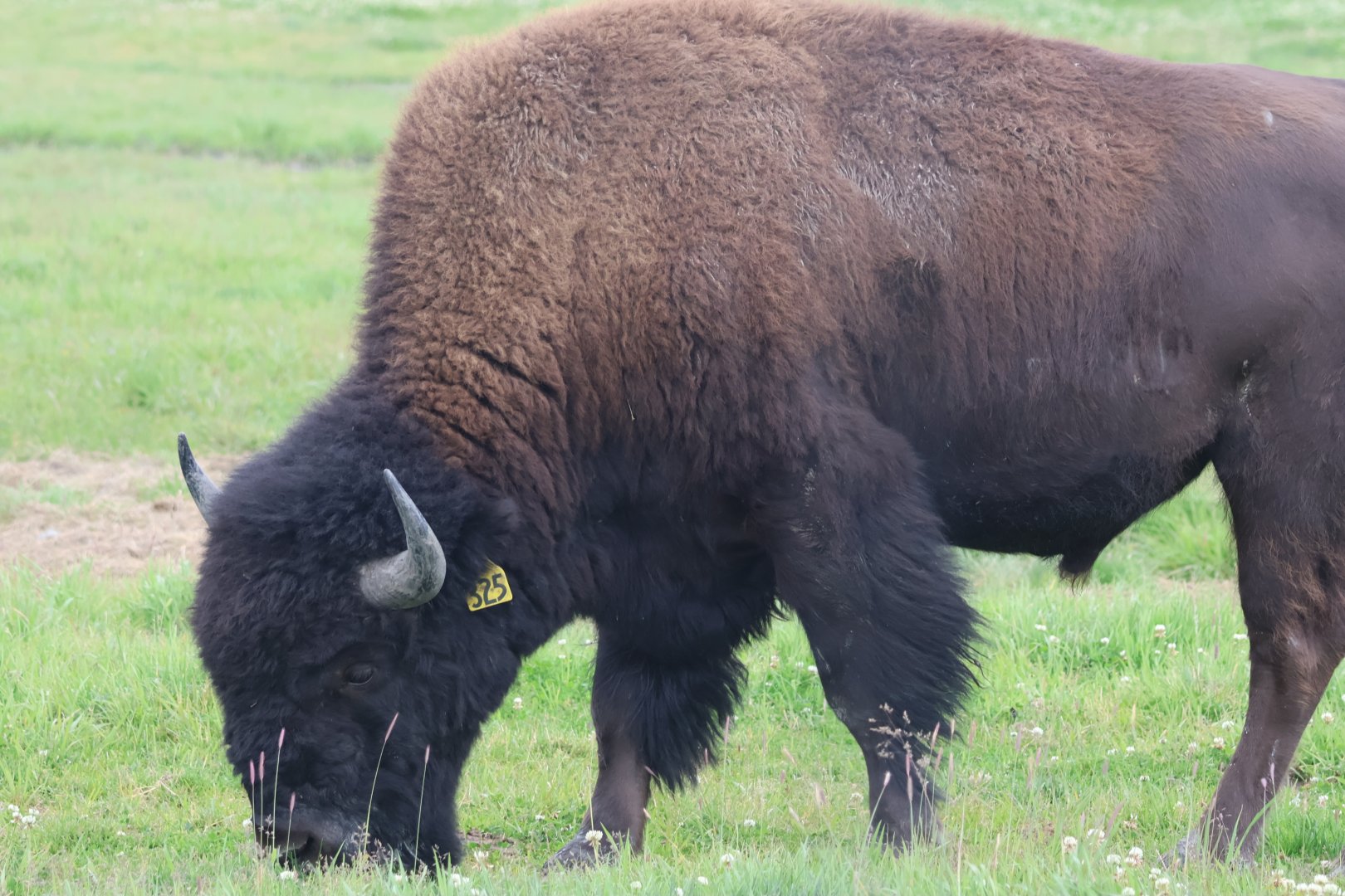 Wood Bison
