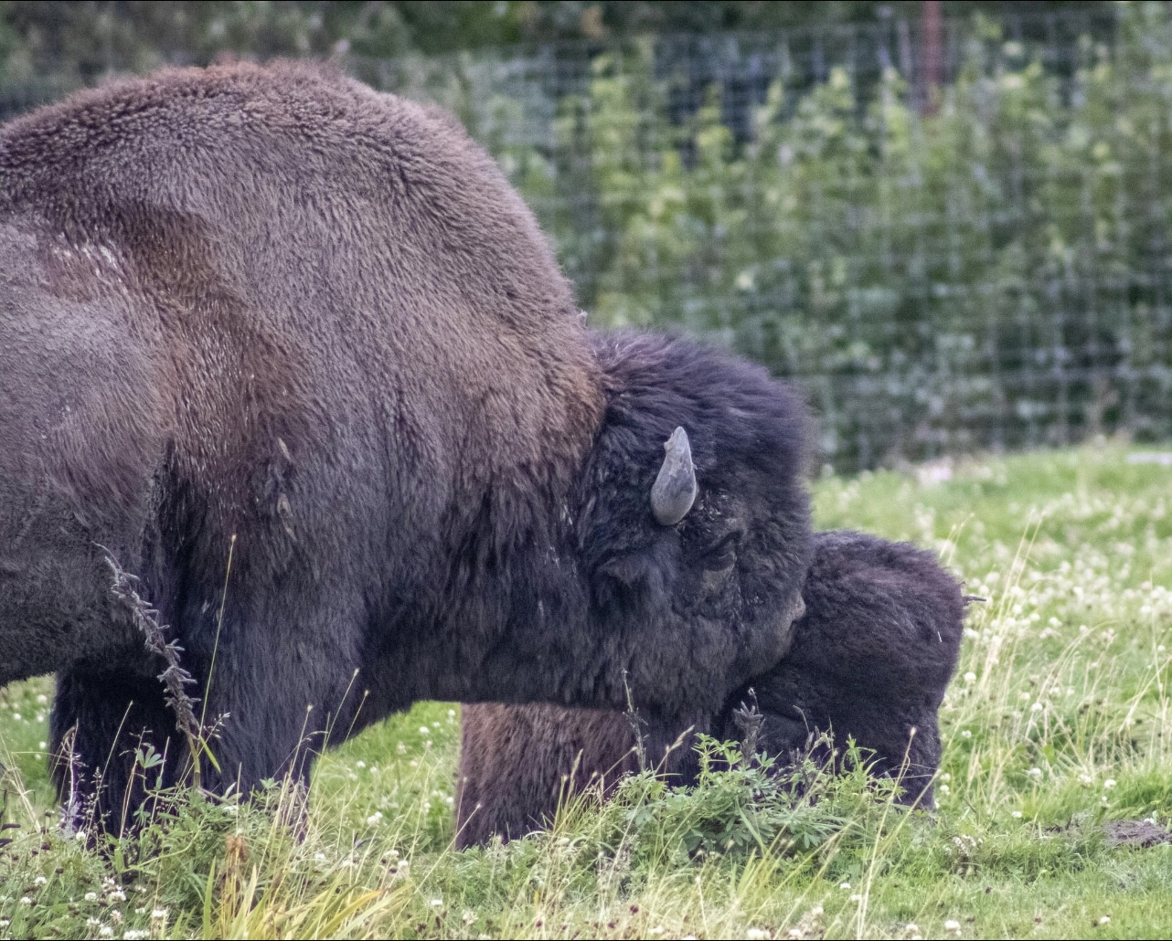 Wood Bison