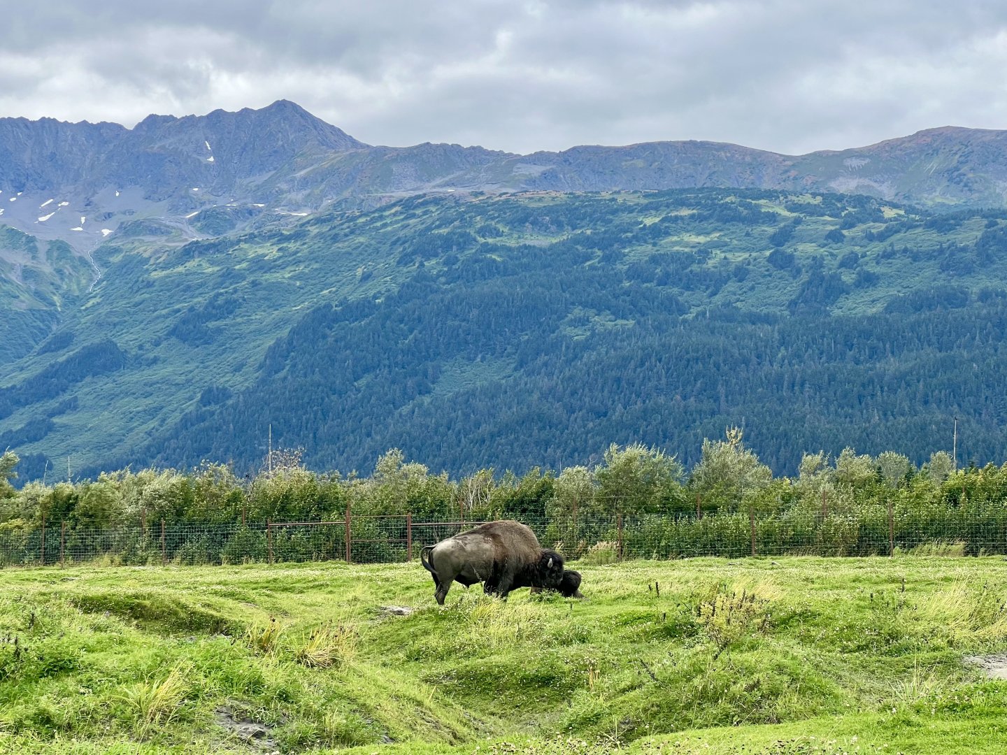 Wood Bison