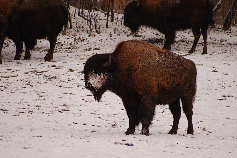 Wood bison