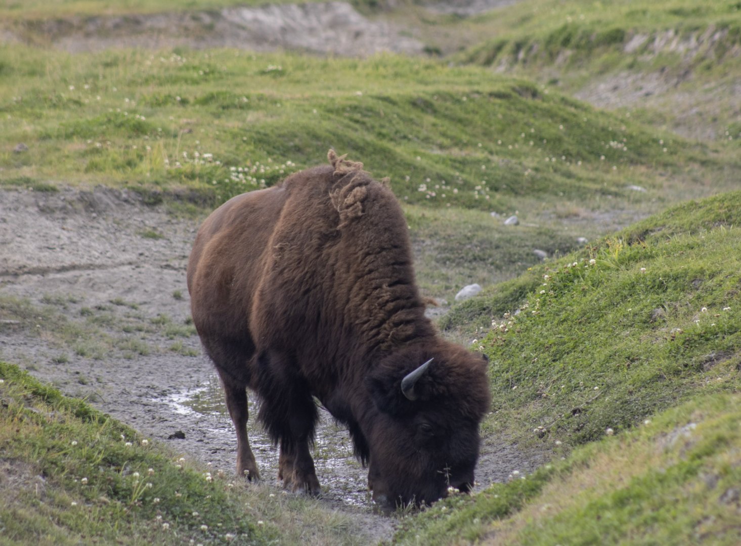 Wood Bison