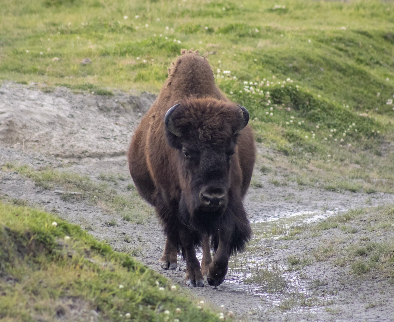 Wood Bison