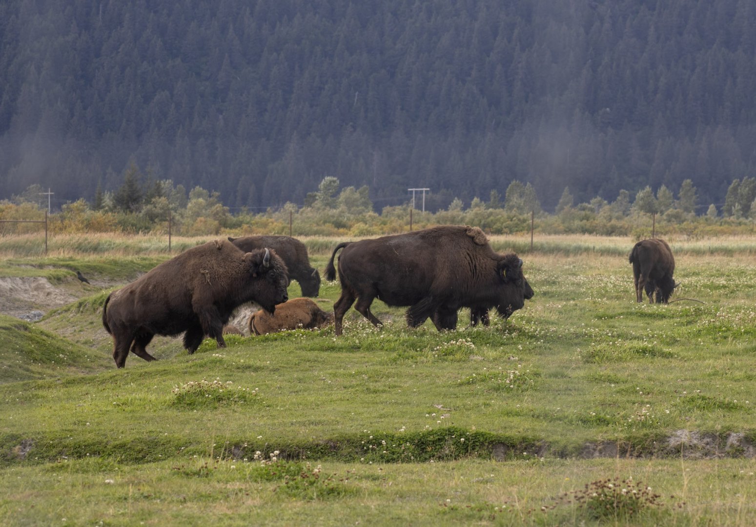 Wood Bison