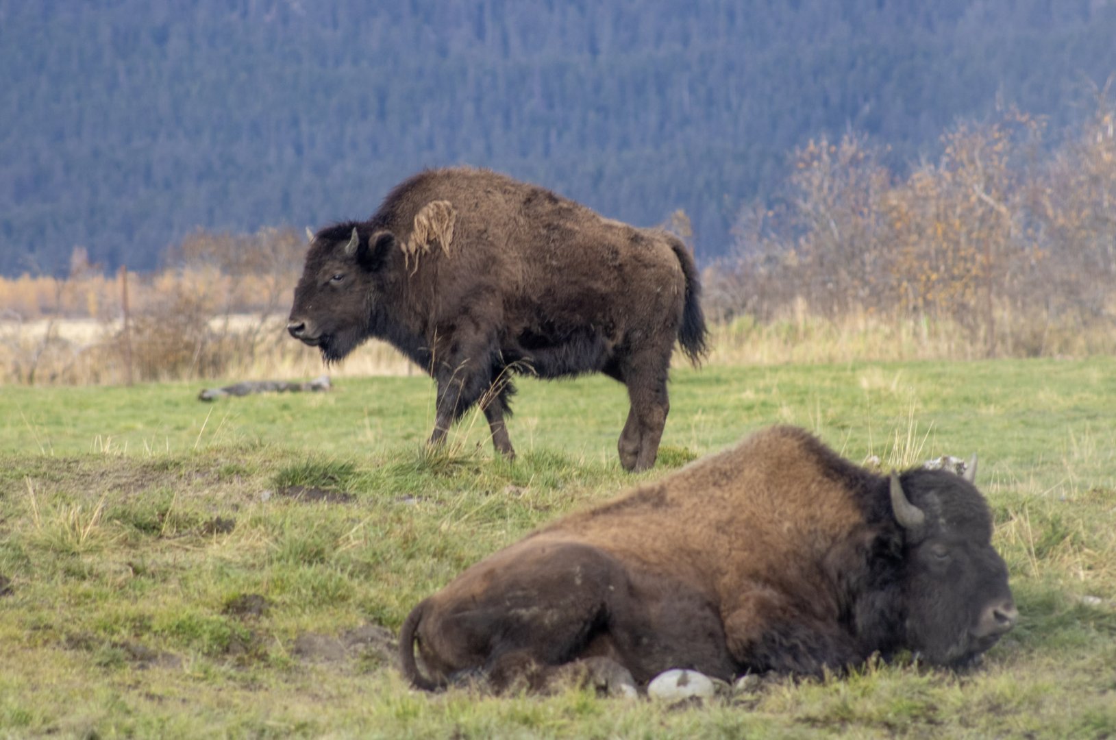 Wood Bison