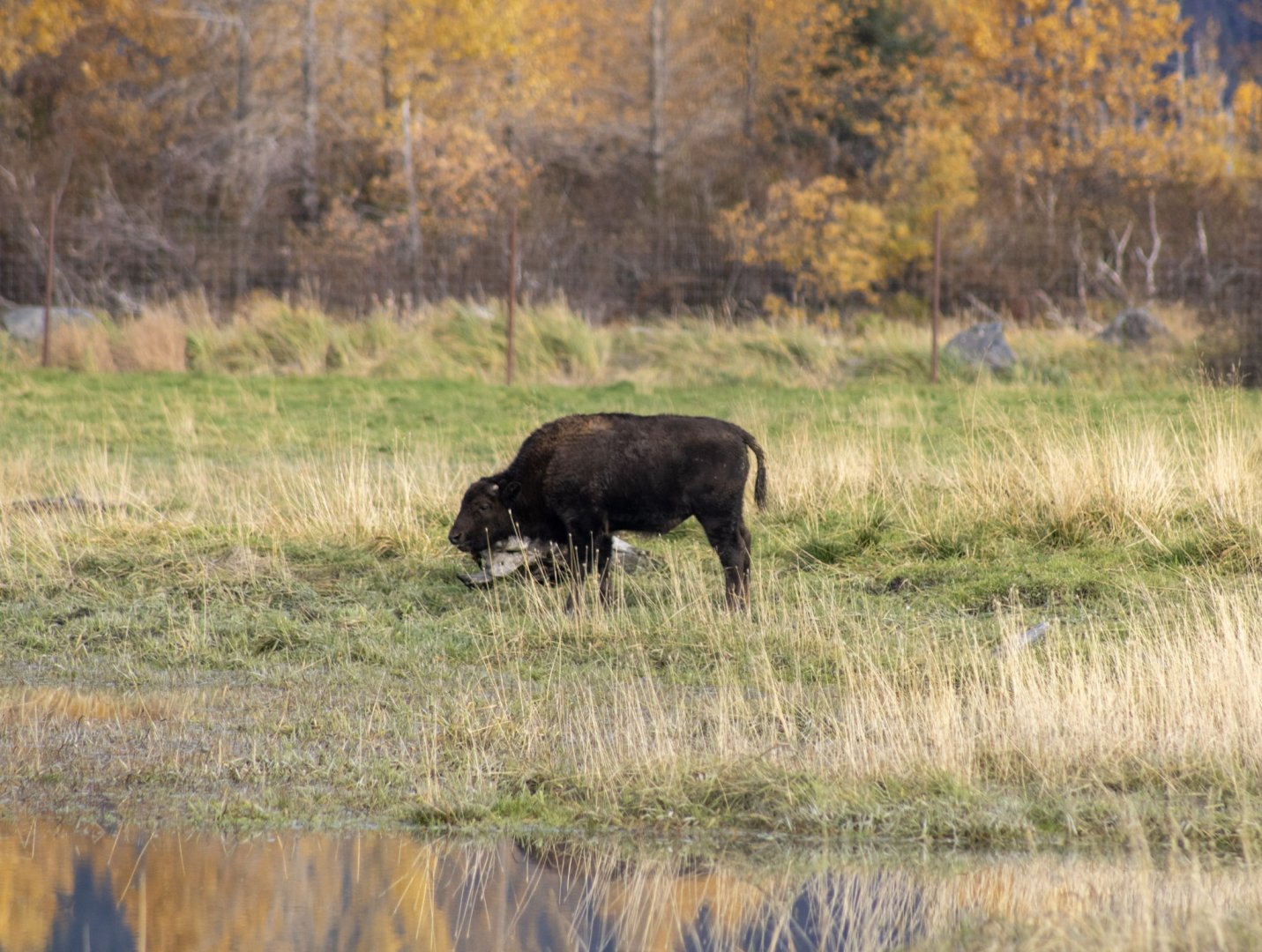 Wood Bison