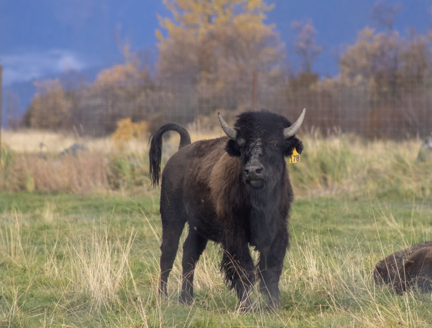 Wood Bison