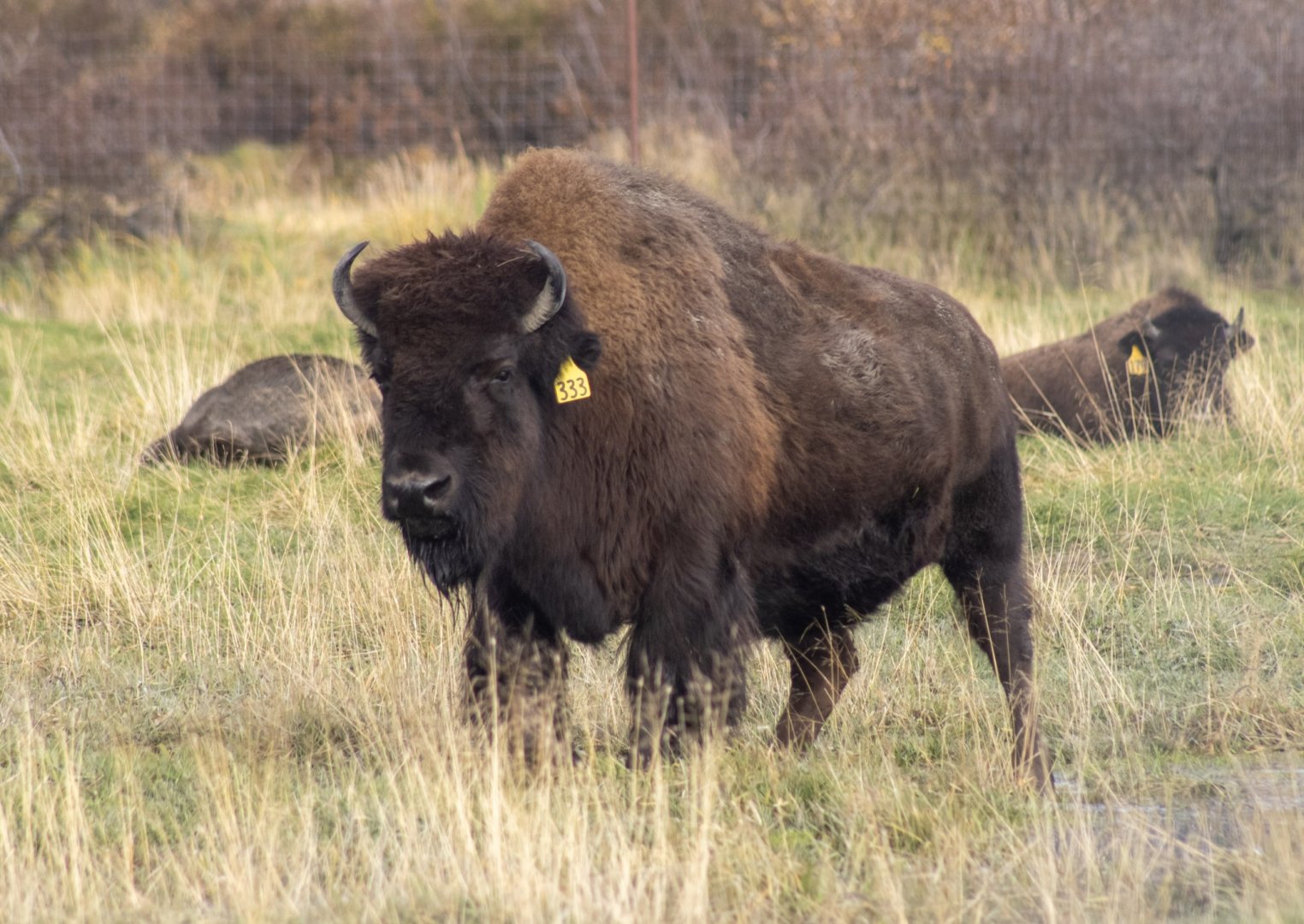 Wood Bison