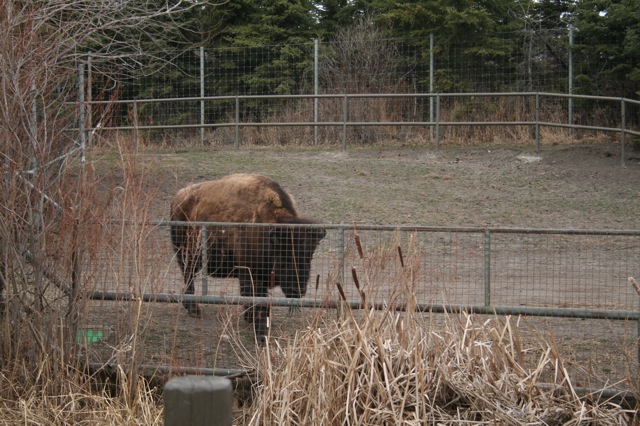 Wood Bison