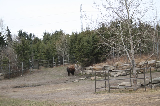 Wood Bison
